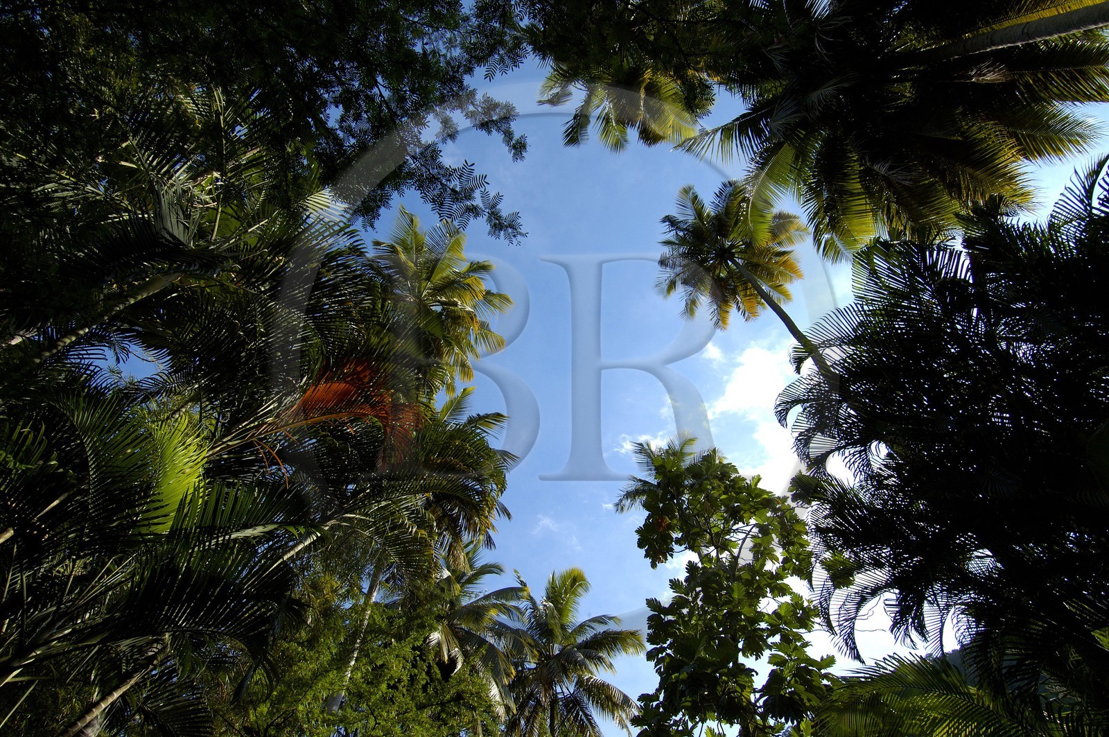 Caribbean sea, Saint Lucia island, the botanical garden in Soufriere