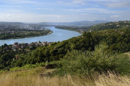 France, Rhône (69), vue sur le Rhône depuis les hauteurs du village de Condrieu et son vignoble