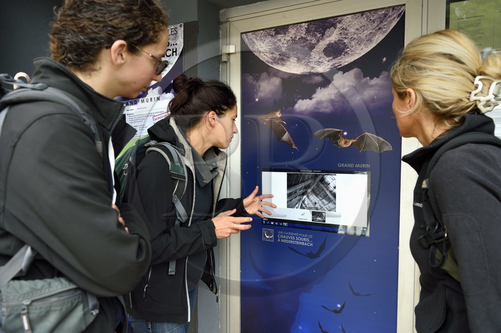 France, Bas-Rhin (67), Parc naturel régional des Vosges du Nord, Niedersteinbach, observation en direct sur un écran des combles de l'église qui abritent la plus grande colonie de grands murins d’Alsace pouvant aller jusqu'à 1000 femelles