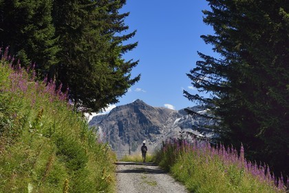 Suisse, canton de Vaud, Villars-sur-Ollon, randonnée du col de Bretaye au col de la Croix en passant par le hameau d'Ensex