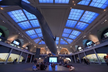 Etats-Unis, New York, Manhattan, Upper West Side, Musée Américain d'Histoire Naturelle (American Museum of Natural History), reconstitution grandeur nature d’une baleine bleue suspendue dans le hall des océans