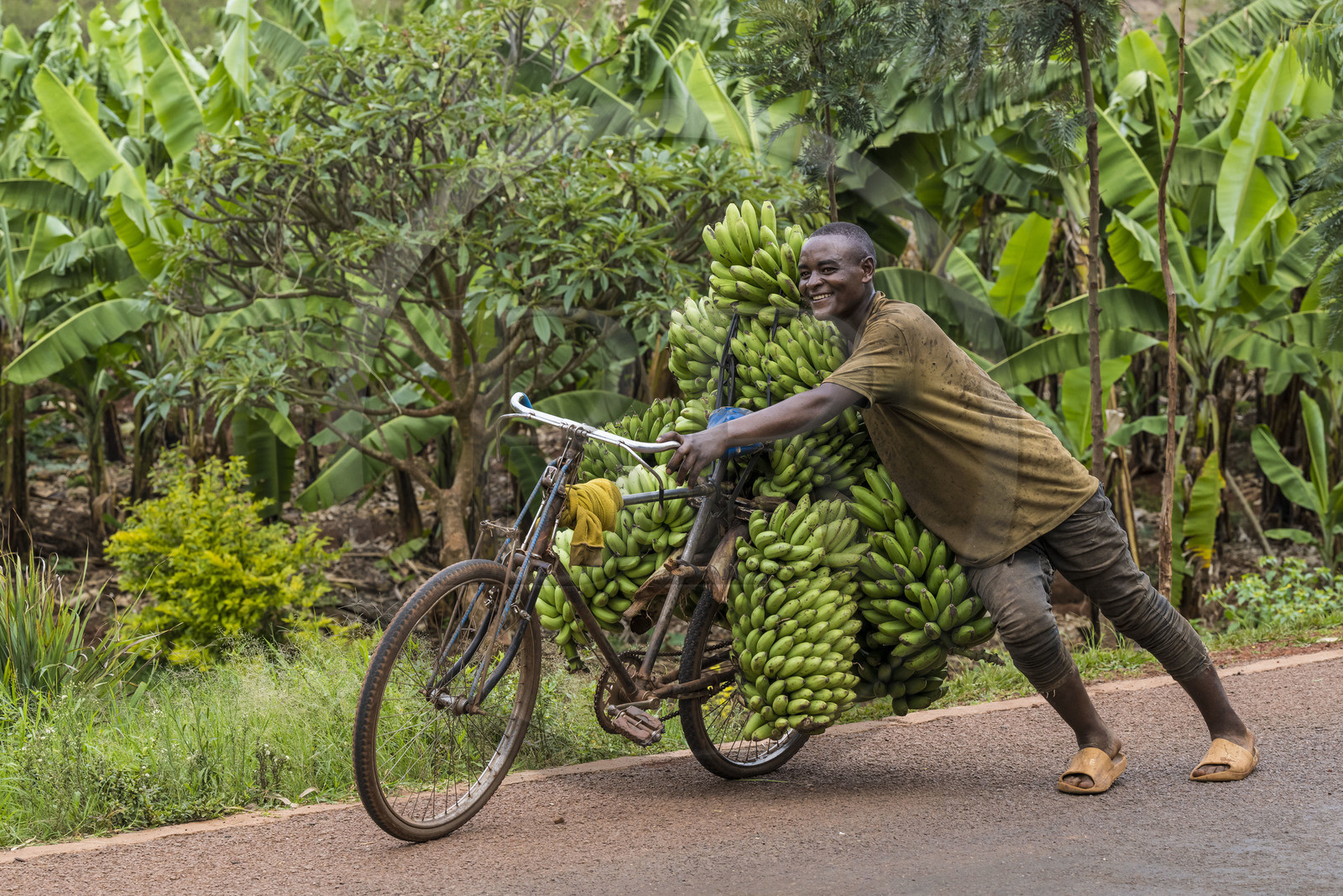 Rwanda, Eastern Province, Kabarondo, cooking banana transport on bicycle on Akagera road, bicycles are the main means of local transport