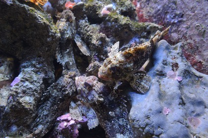 Principauté de Monaco, Monaco, le musée océanographique, rascasse pustuleuse (Scorpaena notata)