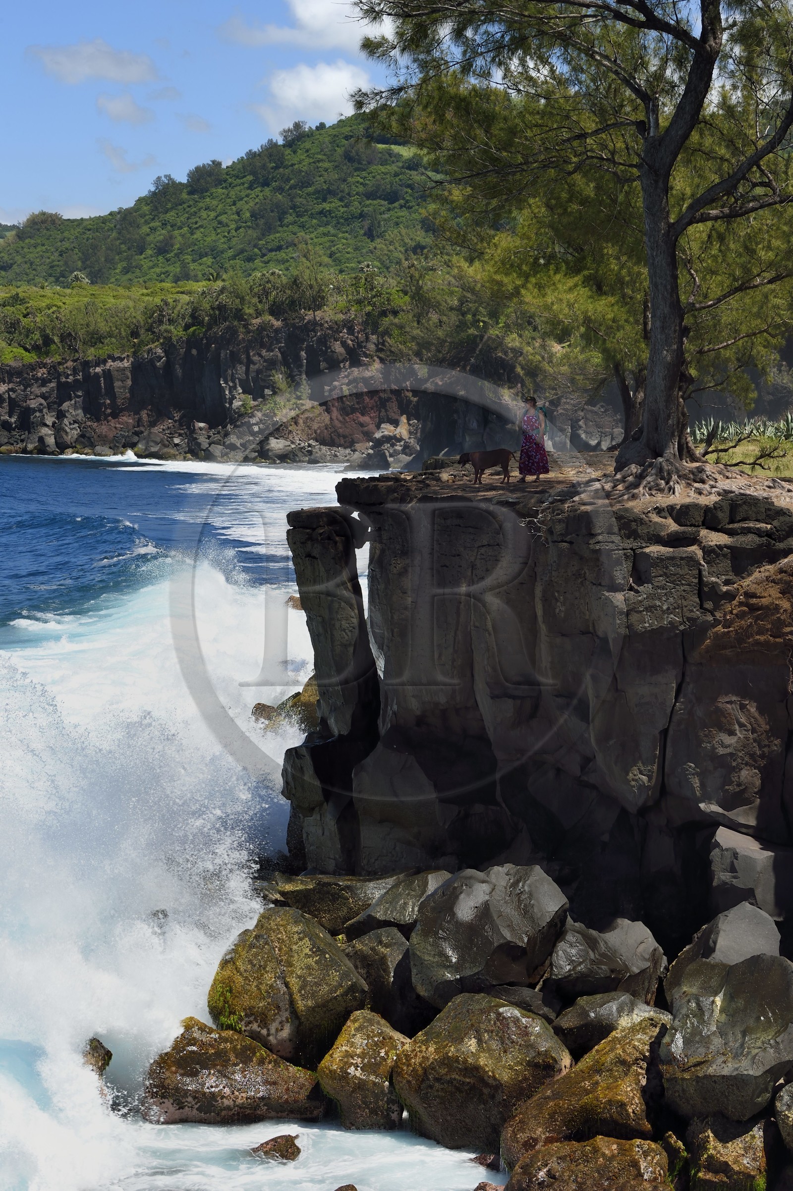 France, Ile de la Reunion, Saint-Joseph vers la plage de Ti Sable, le sentier littoral longe une cote basaltique résultant d'une ancienne coulée de lave, filao