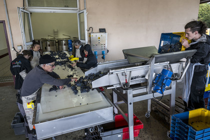 France, Côte-d'Or (21), les climats de Bourgogne classés Patrimoine Mondial de l'UNESCO, Beaune, Cuverie des Hospices de Beaune, trie et éraflage (ou égrappage), juste après la vendange et avant de presser le raisin, pour enlever la partie végétale