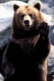 France, Hautes-Pyrénées (65), un ours