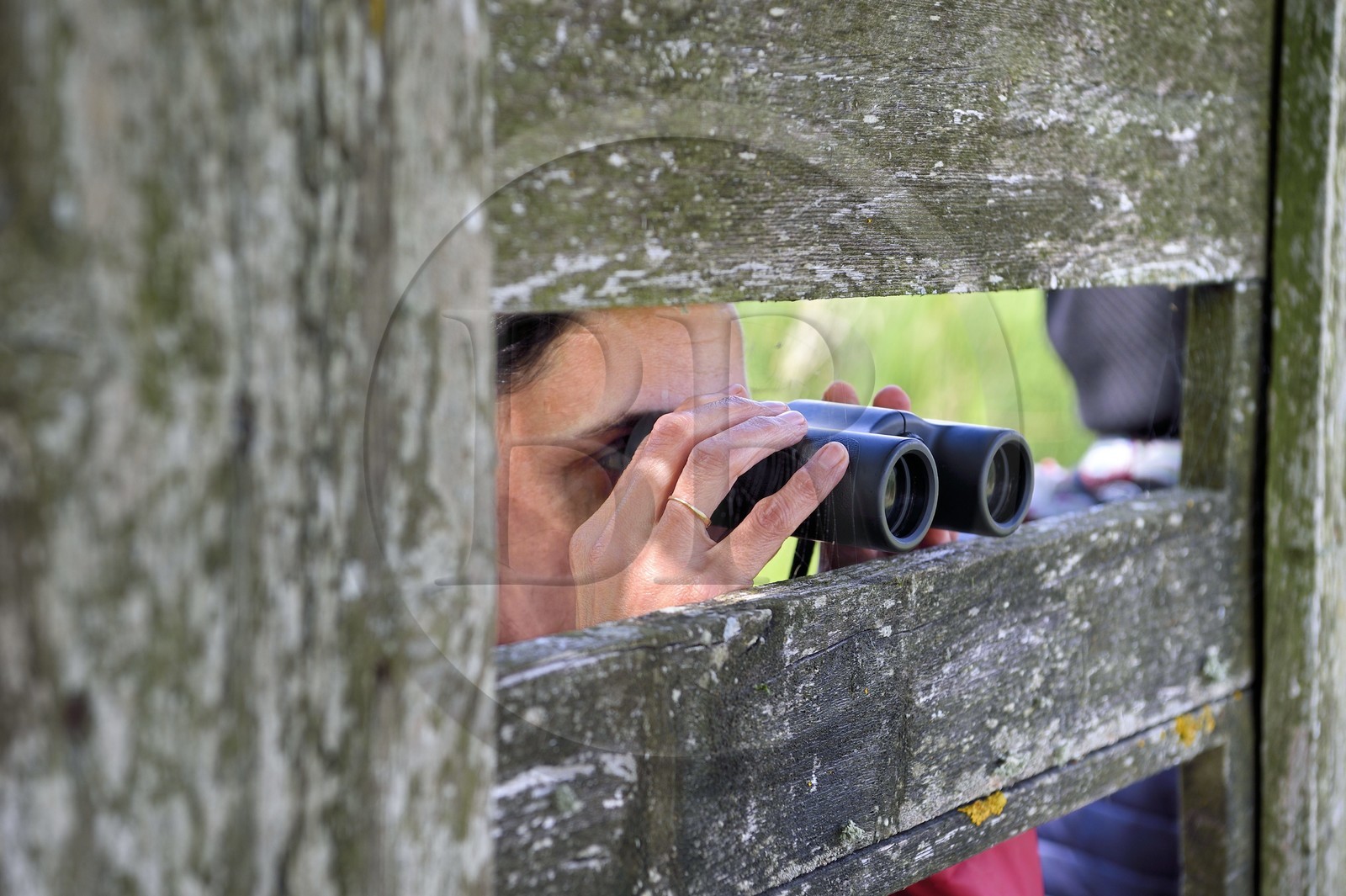 France, Charente-Maritime (17), Rochefort, observation des oiseaux à la Station de Lagunage