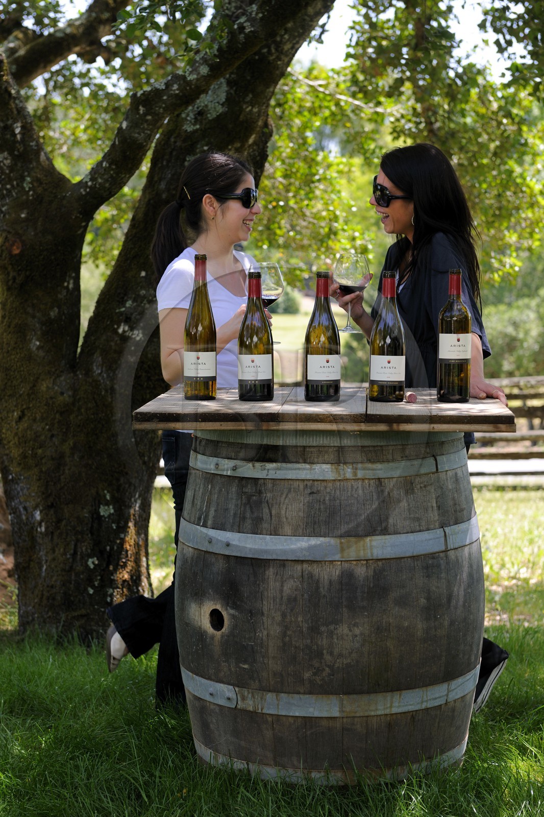 Etats-Unis, Californie, Conté Sonoma, le vignoble de la propriété Arista, degustation de vins