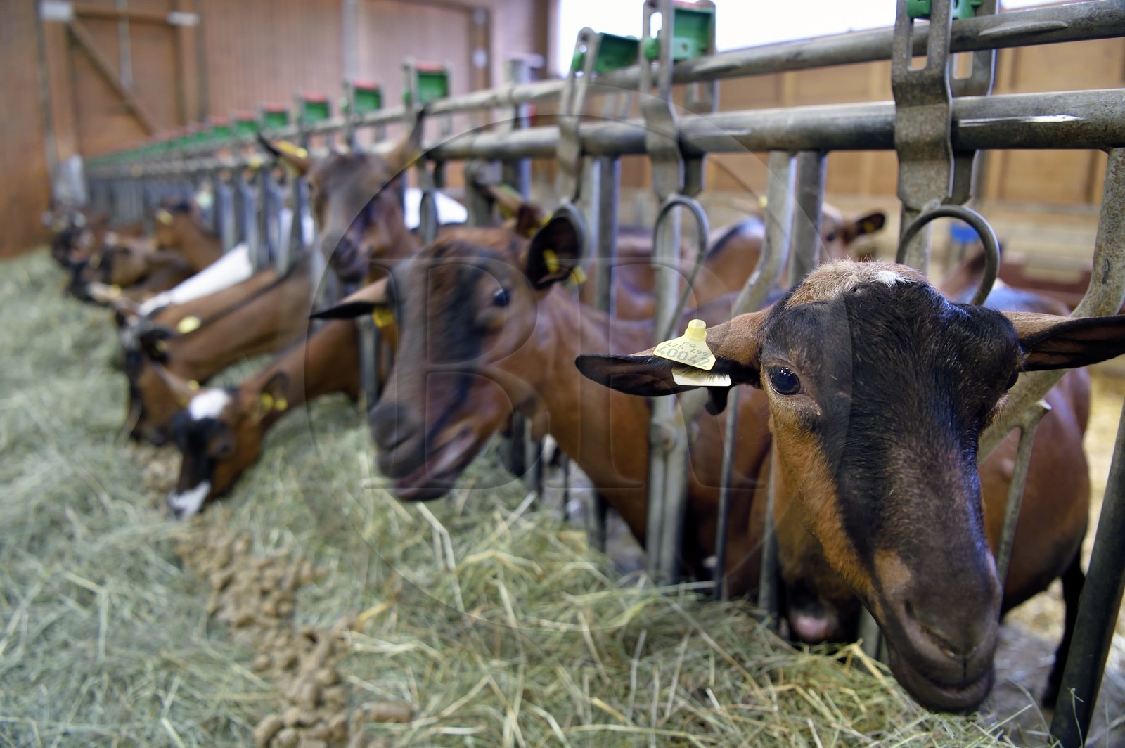 France, Bas-Rhin (67), Parc naturel régional des Vosges du Nord, Obersteinbach, la chèvrerie de La Ferme du Steinbach