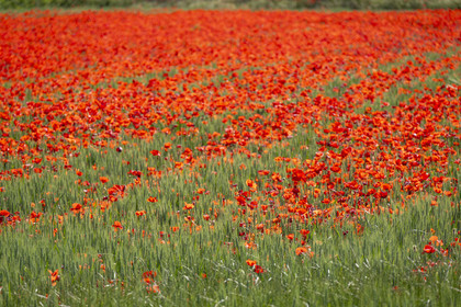 France, Bouches-du-Rhône (13), Mallemort, champ de coquelicots