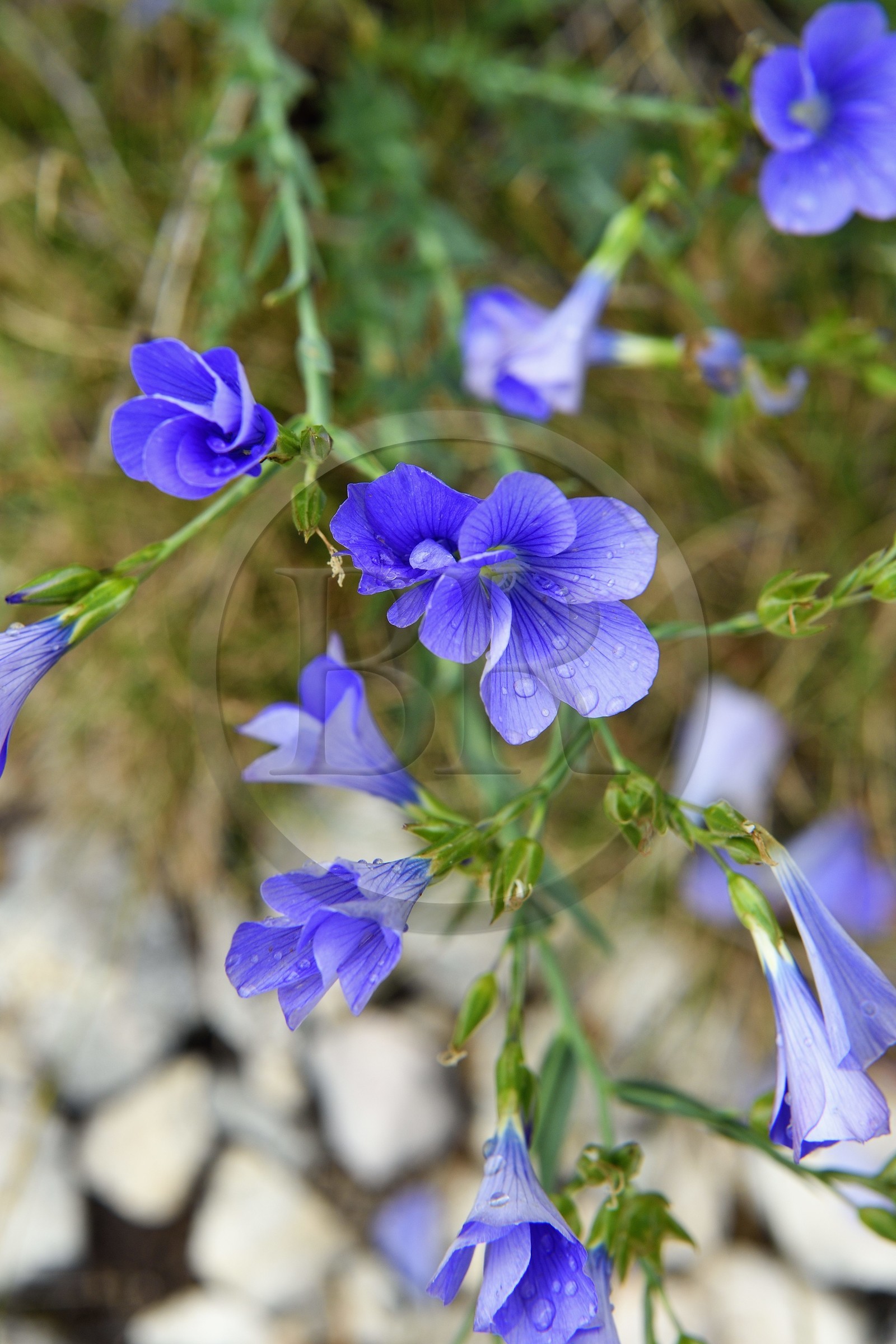 France, Var (83), Plan-d'Aups-Sainte-Baume, parc naturel régional de la Sainte-Baume, Massif de la Sainte-Baume, lin de Narbonne (Linum narbonense)