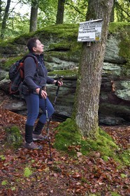 France, Bas-Rhin, Parc regional des Vosges du nord (Northern Vosges Regional Natural Park), La Petite Pierre, hiker on the Trois Roches trail towards the Rocher Blanc (White Rock)