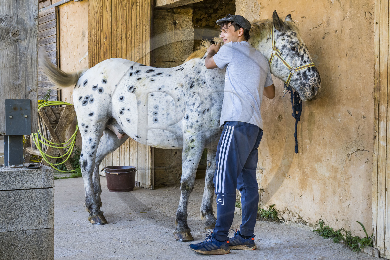 France, Hérault (34), les Causses et les Cévennes, paysage culturel de l'agro-pastoralisme méditerranéen inscrit au Patrimoine Mondial de l'UNESCO, La Vacquerie-et-Saint-Martin-de-Castries, le Mas de Cisco, Julian Amposta et son cheval Wapito