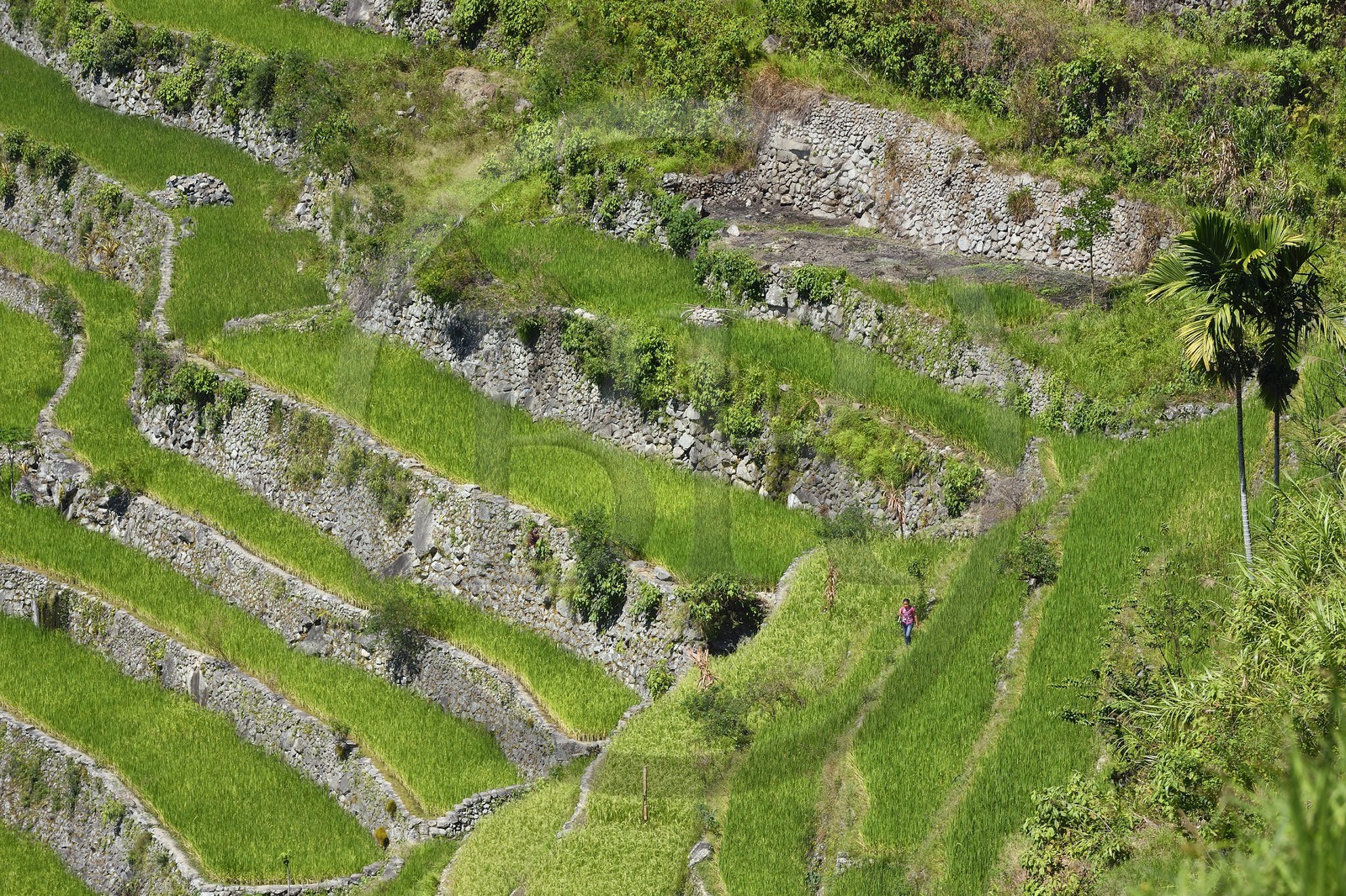 Philippines, province d'Ifugao, les rizières en terrasses de Banaue autour du village de Batad, classées Patrimoine Mondial de l'UNESCO