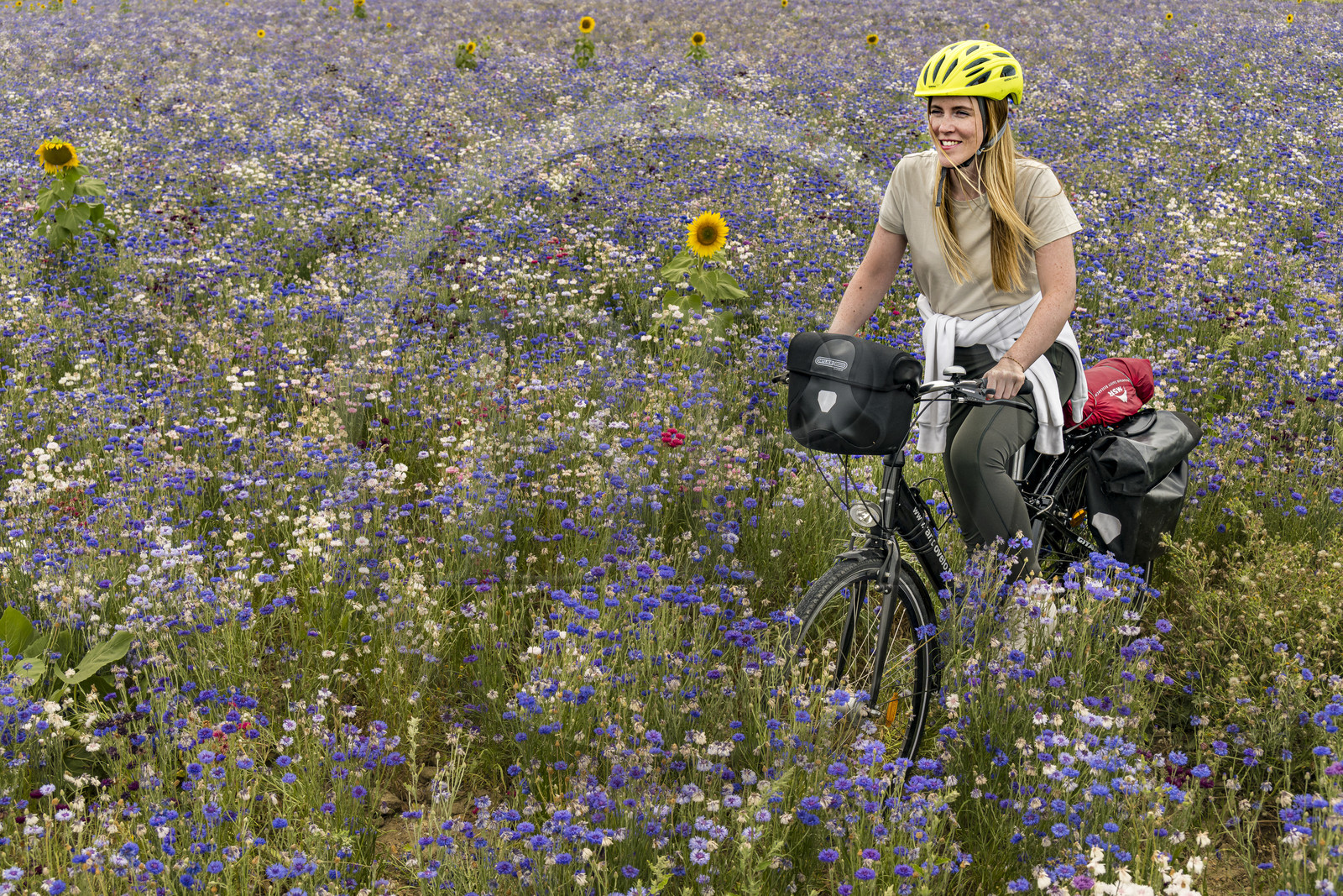 France, Maine-et-Loire, Loire valley listed as World Heritage by UNESCO, Saumur towards Saint-Hilaire, bicycle journey, cyclist in a field of cornflowers (Cyanus segetum) and sunflower