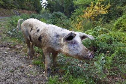 France, Corse-du-Sud (2A), Vallée du Prunelli, Bastelica, cochon Duroc laissés en liberté