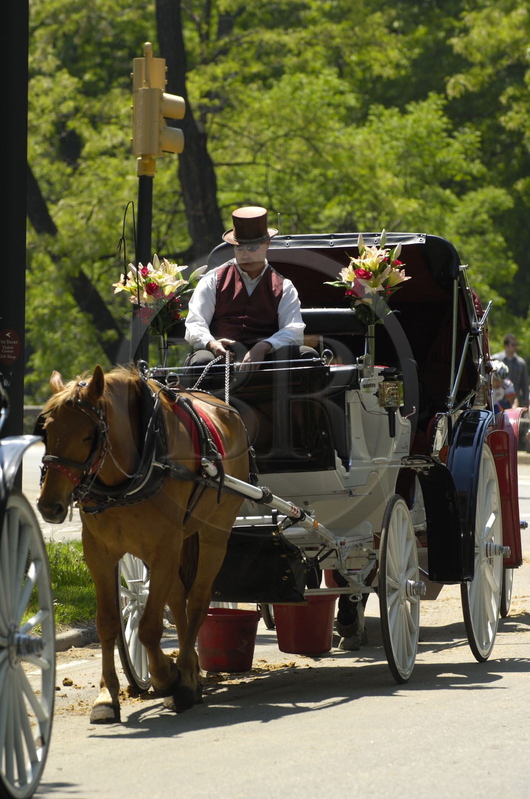 United States, New York, Manhattan, Central Park, carriage ride
