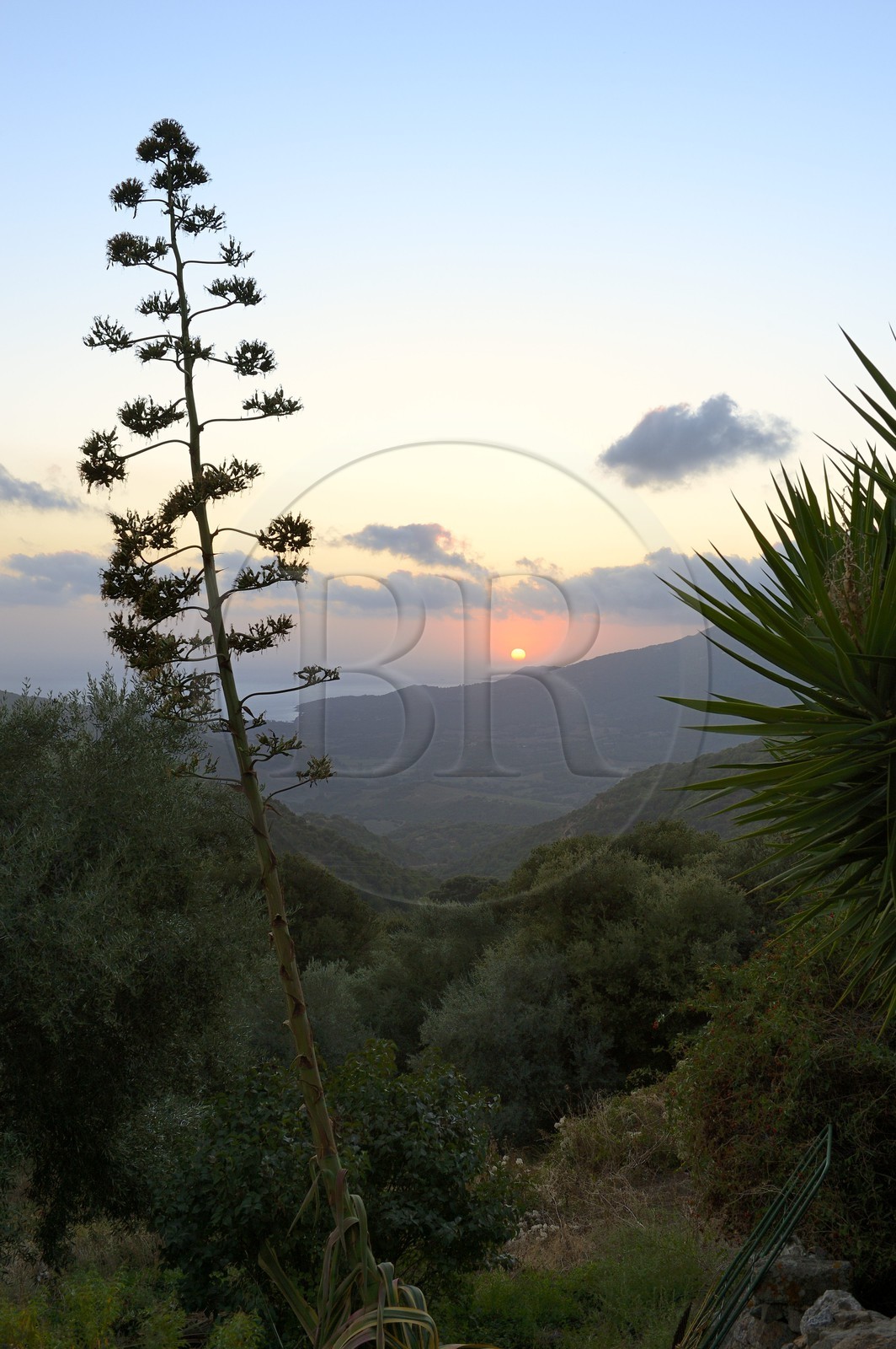 France, Corse-du-Sud (2A), région de Sartène, Fozzano, agave au coucher de soleil