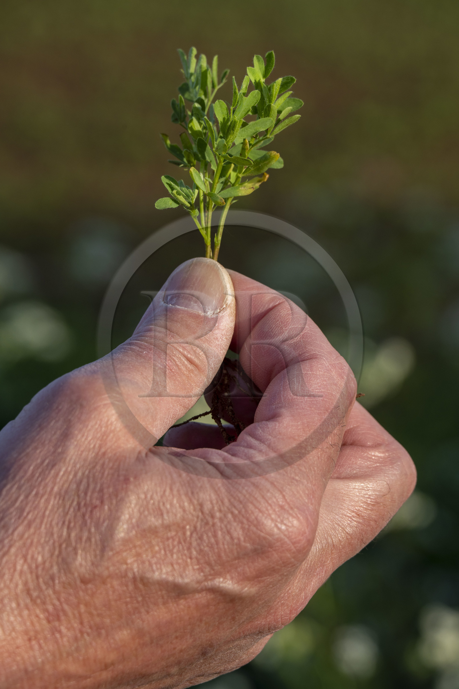 France, Haute-Loire (43), Bouchet-Saint-Nicolas, randonnée avec un âne sur le chemin de Stevenson (GR 70), plante de lentilles vertes du Puy