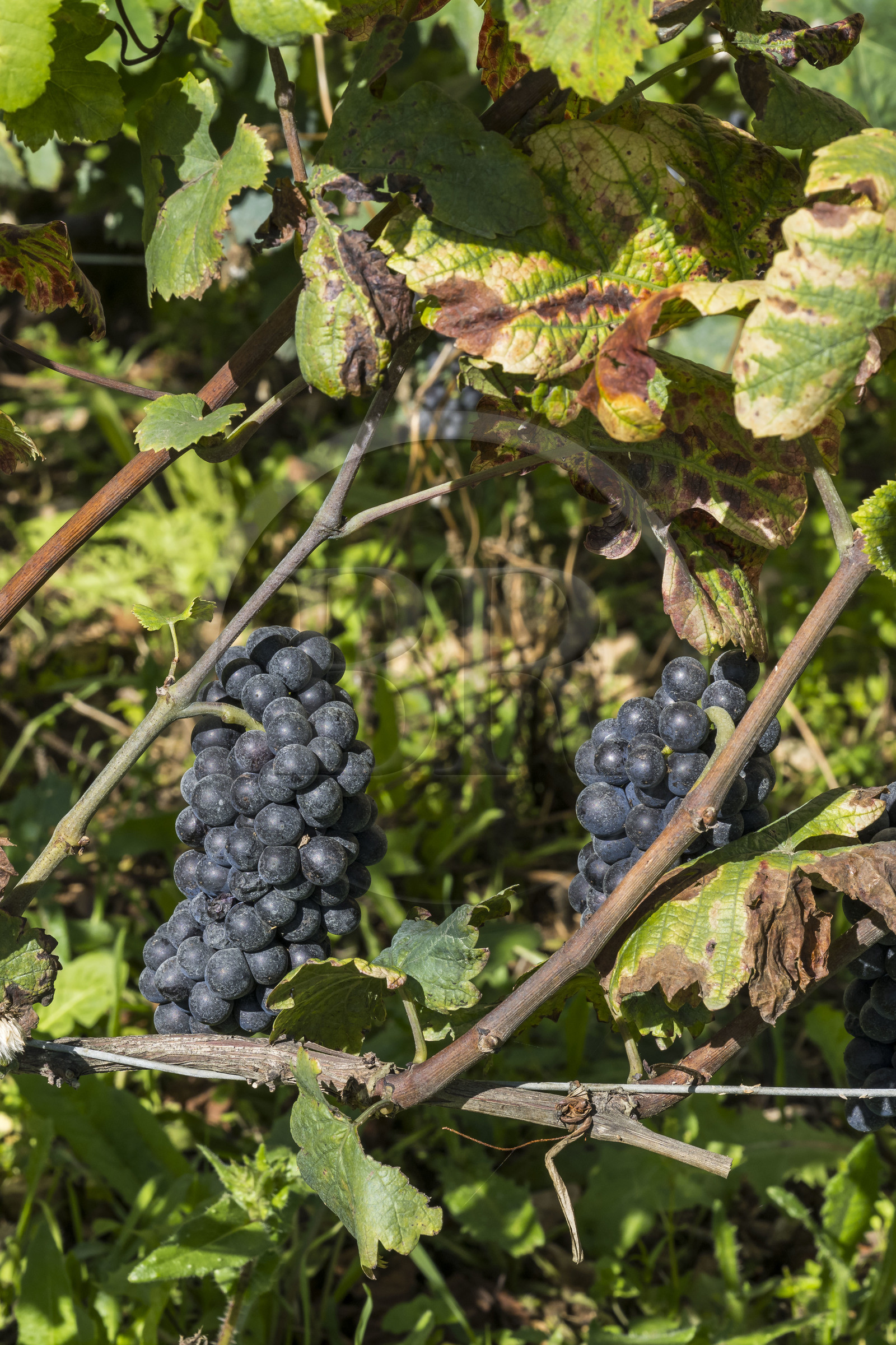 France, Côte-d'Or (21), Paysage culturel des climats de Bourgogne classés Patrimoine Mondial de l'UNESCO, Route des Grands Crus, vignoble de la Côte de Nuits, Vougeot, le Chateau du Clos de Vougeot, grappe de raisin de cépage pinot noir à quelques jours des vendanges