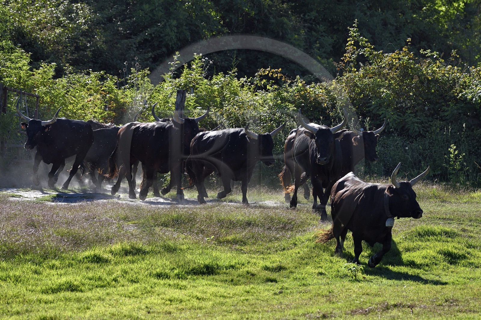 France, Bouches du Rhone, Parc naturel regional de Camargue (Regional Natural Park of Camargue), Mas du Menage, manade Saint Antoine (Cauzel), gardians with Camargue bulls called Raco di Biou