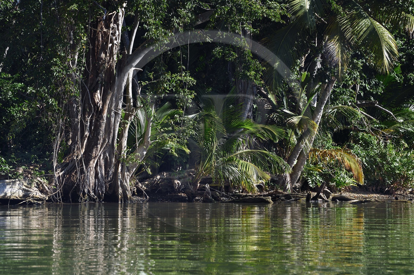 Caribbean, Dominica Island, Portsmouth, the banks of the Indian River