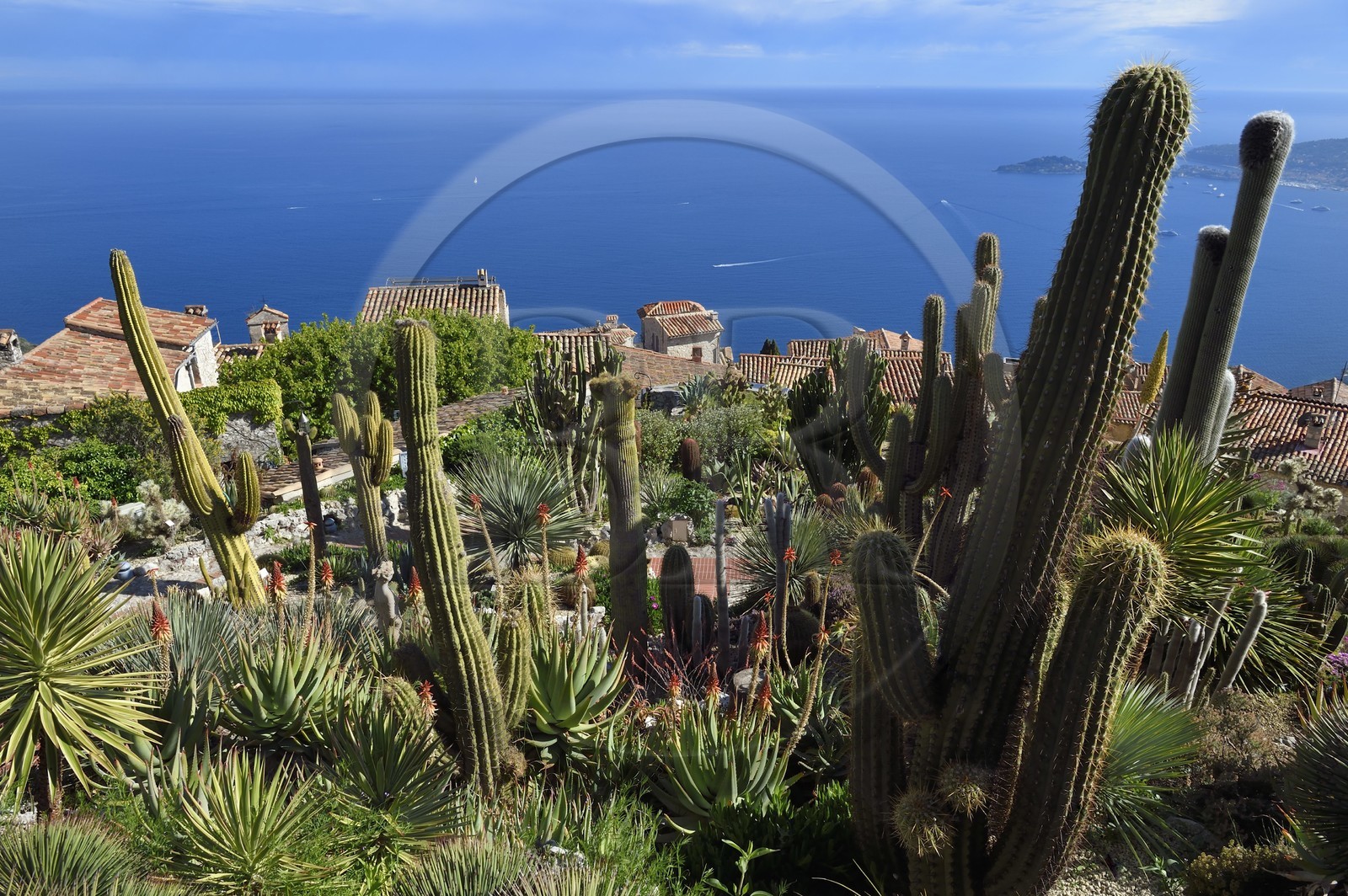 France, Alpes Maritimes (06), le village perché d'Eze et son Jardin Exotique classé Jardin Remarquable