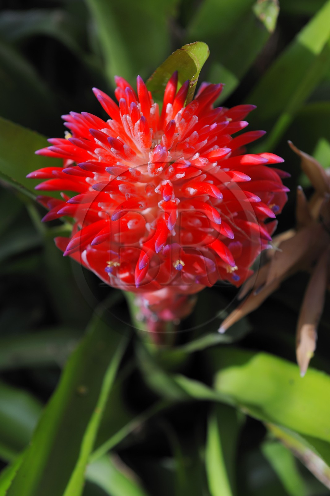 France, Reunion island (French overseas department), tropical flower