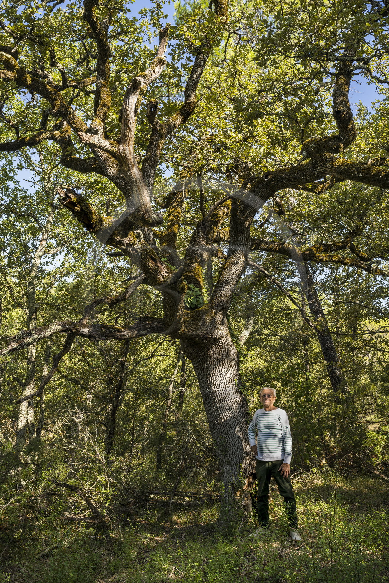 France, Var, Provence Verte (Green Provence), Bras, Academie du Bain de Foret Provencale (Academy of Forest Bathing in Provence), forest of the domaine Le Peyrourier - une campagne en Provence