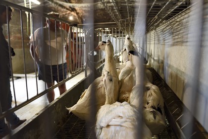 France, Dordogne (24), Périgord Noir, Saint-Rabier, canards mulard de la Ferme-auberge du Grand Coderc