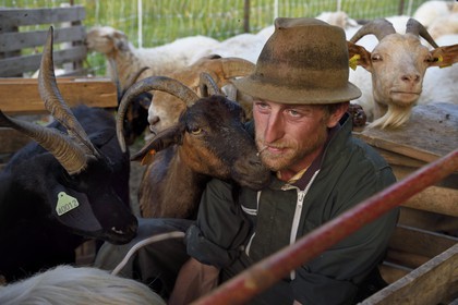 France, Alpes-Maritimes (06), vallée de la Roya (arrière-pays niçois), au pied du parc national du Mercantour, Tende, Casterino dans la vallée de la Casterine, traite à la main des brebis dans les pâtures, une chèvre fait un calin au berger Georges Giordano