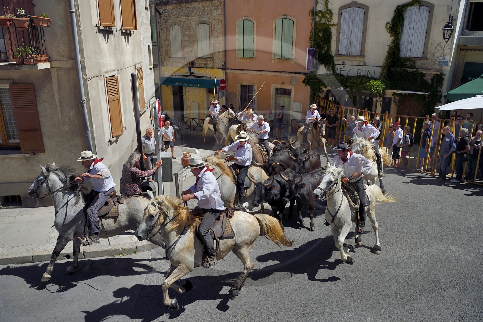 France, Bouches du Rhone, Arles, the Cocarde d'Or, arrival in the arena of the bulls coming from the meadows accompanied on horseback by the guardians of the manade Jacques Mailhan, the abrivado precedes the course camarguaise
