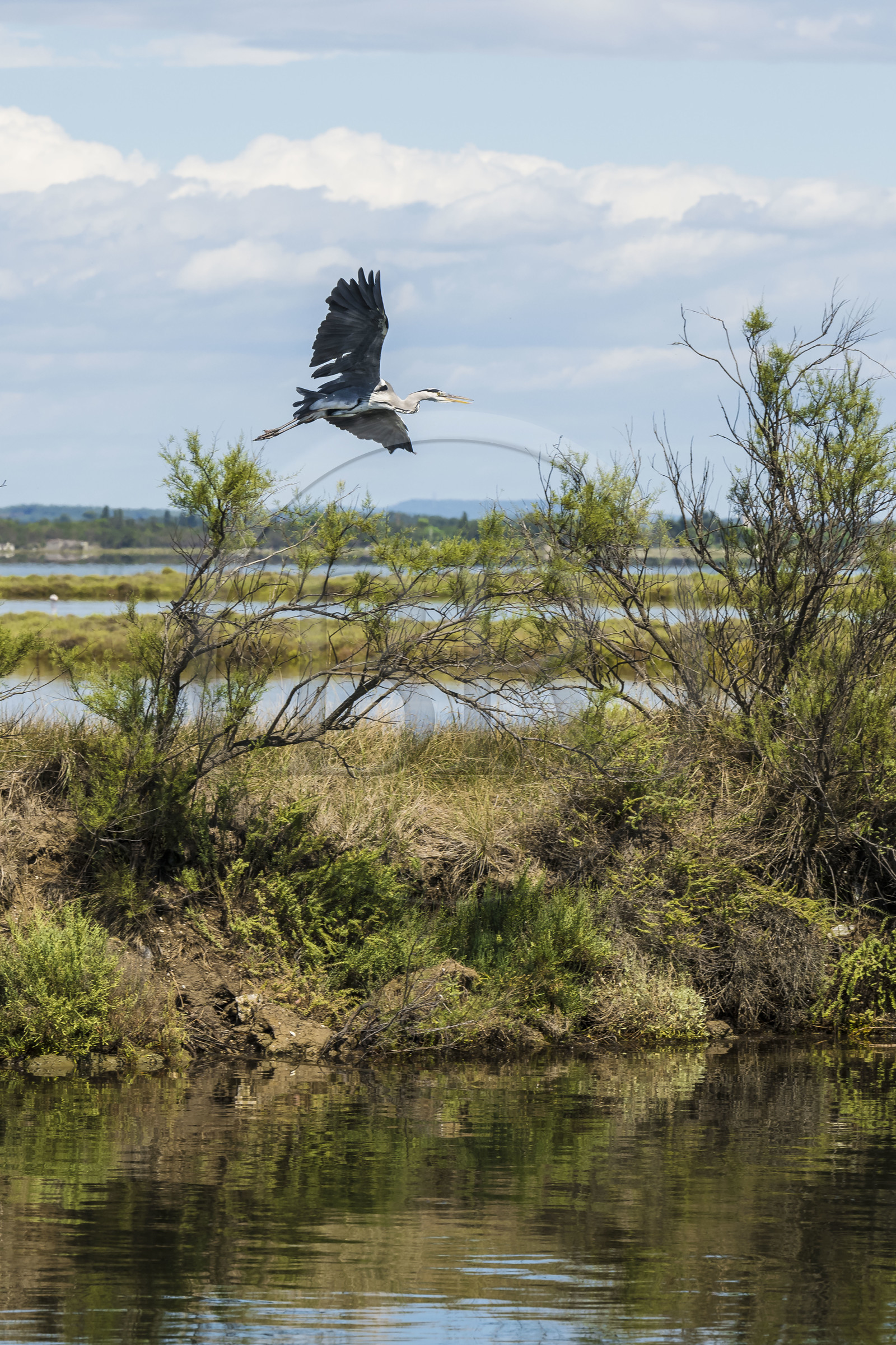 France, Hérault (34), Carnon, canal du Rhône à Sète, vol d'un héron cendré (Ardea cinerea) en bordure de l'étang de l'Or