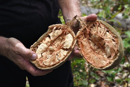France, Ile de Mayotte, Grande-Terre, M'Tsamoudou, pointe de Saziley, fruit du baobab aussi appelé pain de singe