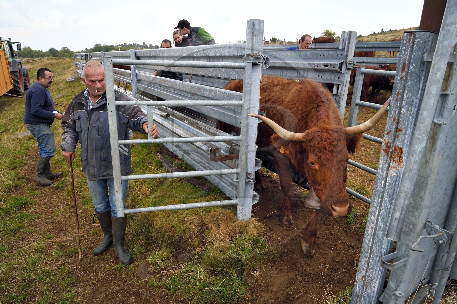 France, Cantal (15), plateau de Chastel-sur-Murat sur le chemin de Saint-Jacques de Compostelle par la Via Arverna, vache Salers sortant d'un corral de contention de l'enclos à bétail