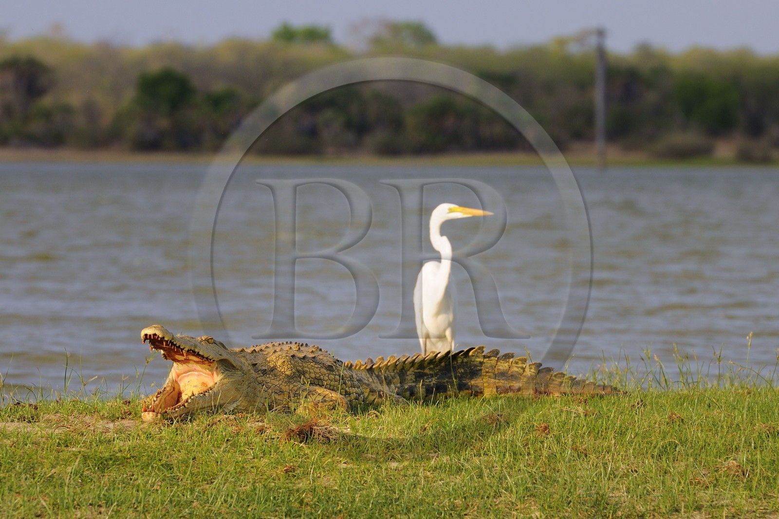 Tanzanie, Reserve de gibier de Selous une des plus grandes zones protégées au monde et inscrite sur la liste du patrimoine mondial de l’Unesco depuis 1982, crocodile du Nil (Crocodylus niloticus) et héron sur le lac Nzerakera formé par la rivière Rufiji
