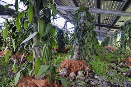 France, Ile de la Reunion, Saint-Louis, Domaine de Bellevue, producteur de vanille Planifolia biologique issues d'orchidées cultivées sous cinq hectares de panneaux photovoltaïques qui permettent d'alimenter plus de 1 800 foyers en électricité