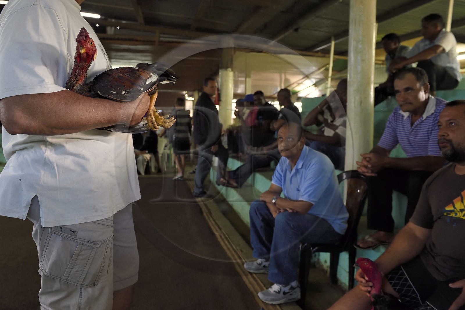 France, Ile de la Reunion, Petit Tampon, combat de coqs dans le Rond de Coq, discussions entre propriétaires avant le combat France, Reunion island (French overseas department), Petit Tampon, cockfight in the Rond de Coq, discussions between owners before the fight