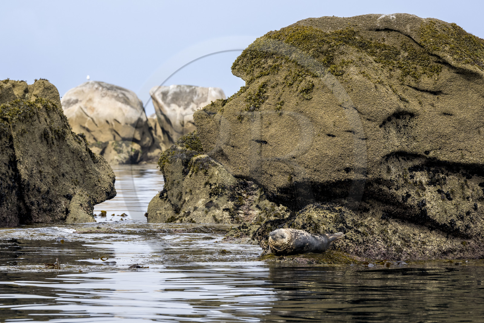 France, Finistère (29), Penmarch, archipel des Étocs, phoque gris (halichoerus grypus)
