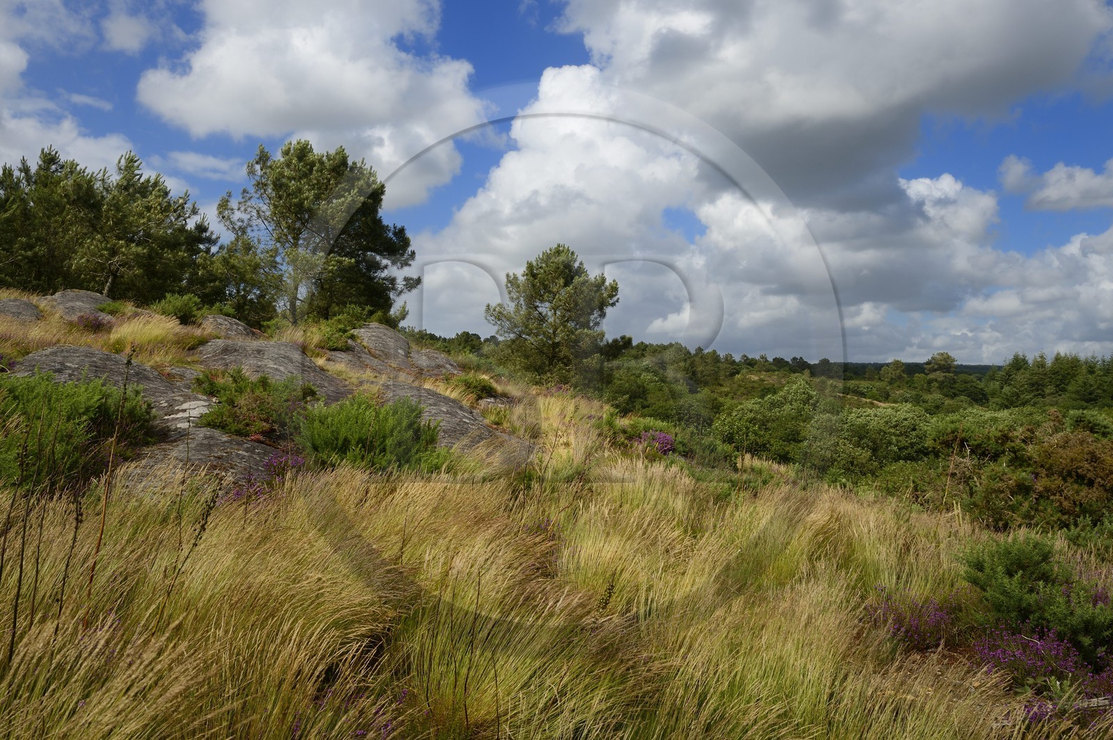 France, Morbihan (56), forêt de Brocéliande, Tréhorenteuc, la lande du Val sans retour