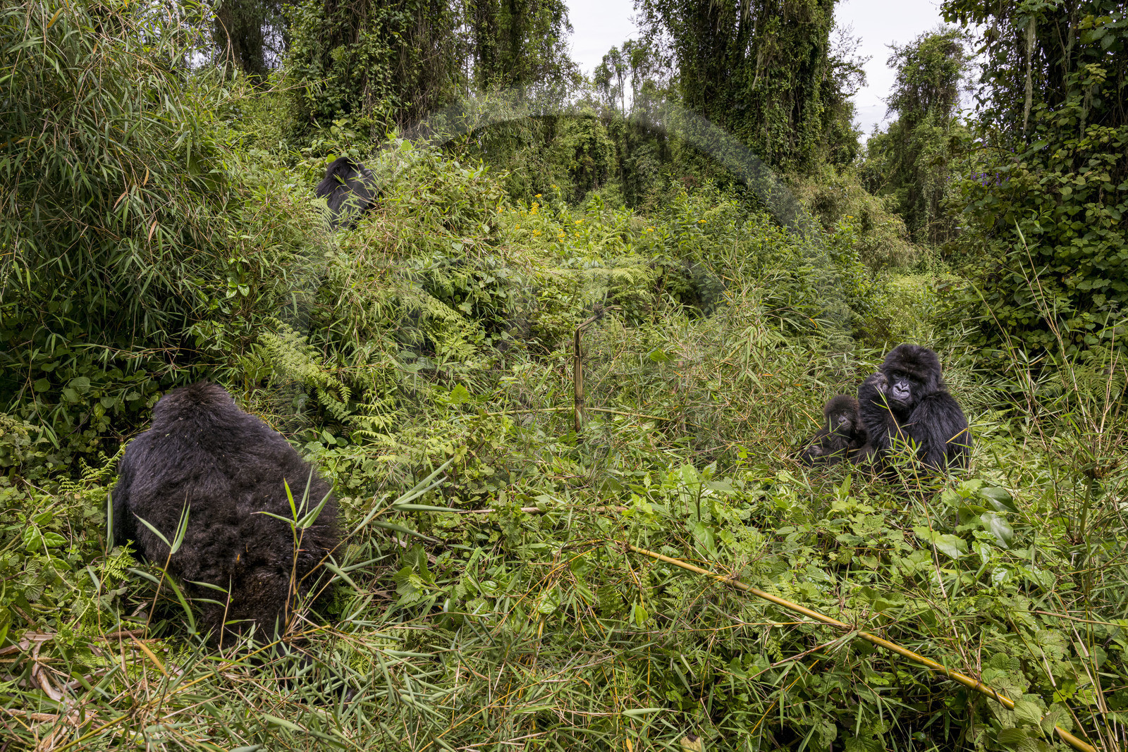 Rwanda, Province du Nord, Parc National des Volcans dans la chaine des Monts Virunga, mont Karisimbi, gorilles des montagnes (Gorilla beringei beringei) du groupe Susa, mère avec son petit de 6 mois