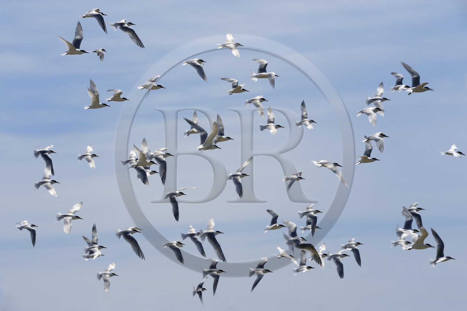 France, Finistère (29), La Foret Fouesnant, archipel des Glénan, Ile aux Moutons qui abrite une colonie de Sternes lors de la période de nidification