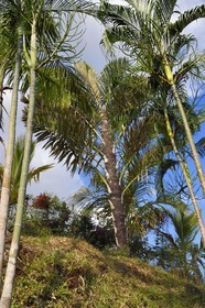 France, Ile de la Reunion, Petite-Ile, jardin tropical