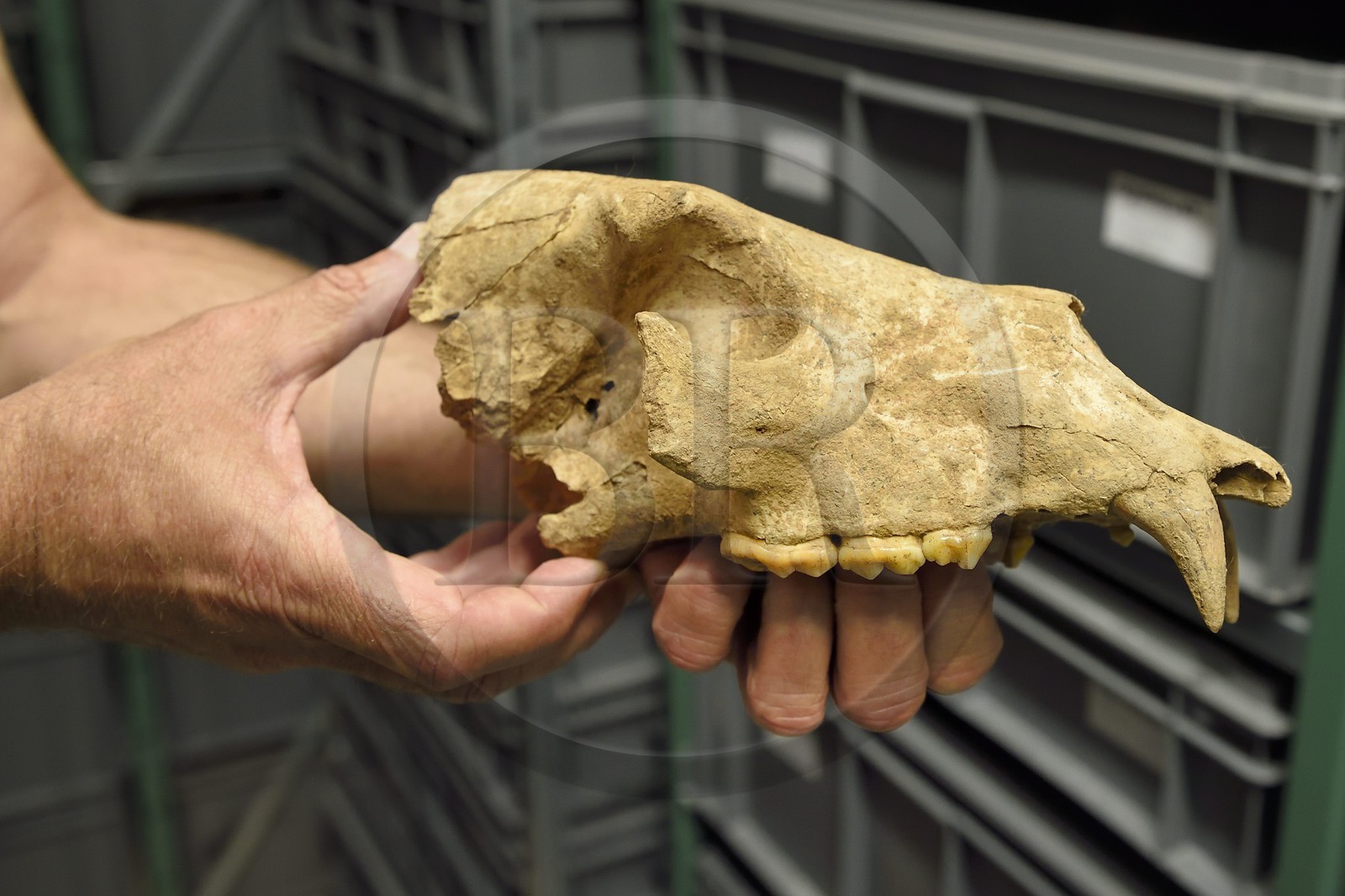 France, Dordogne, Perigord Noir, Vezere Valley, Les Eyzies de Tayac Sireuil, listed as World Heritage by UNESCO, Musee de la Prehistoire (Museum of Prehistory), the reserves, skull of an Etruscan bear dating from about 1.2 million years coming from the site of Ceyssaguet