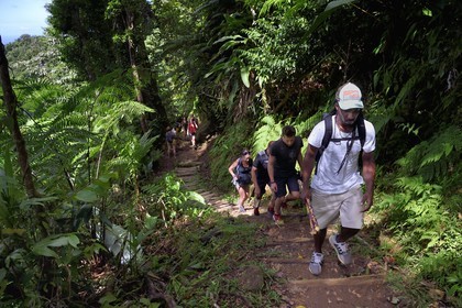 Caribbean, Dominica Island, Morne Trois Pitons National Park listed as World heritage by UNESCO, hike into the heart of the rainforest towards the Middleham Falls, Waitukubuli hiking trail that crosses the island