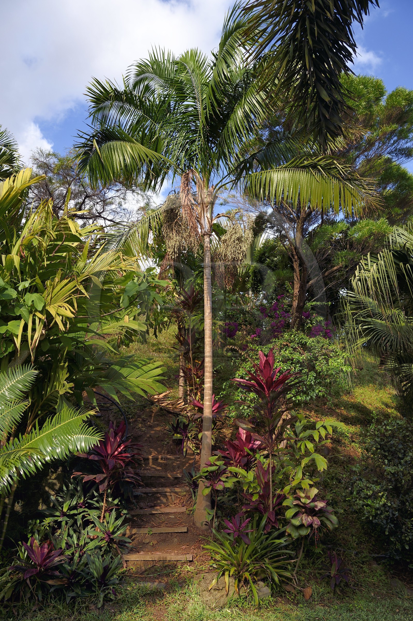 France, Ile de la Reunion, Petite-Ile, jardin tropical