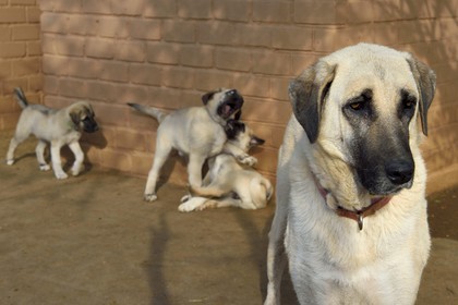 Namibia, Otjiwarongo, Cheetah Conservation Fund, research and education centre, CCF’s Livestock Guarding Dog Program has been highly effective at reducing predation rates and thereby reducing the inclination by farmers to trap or shoot cheetahs, Anatolian shepherd Kangal dog breeding