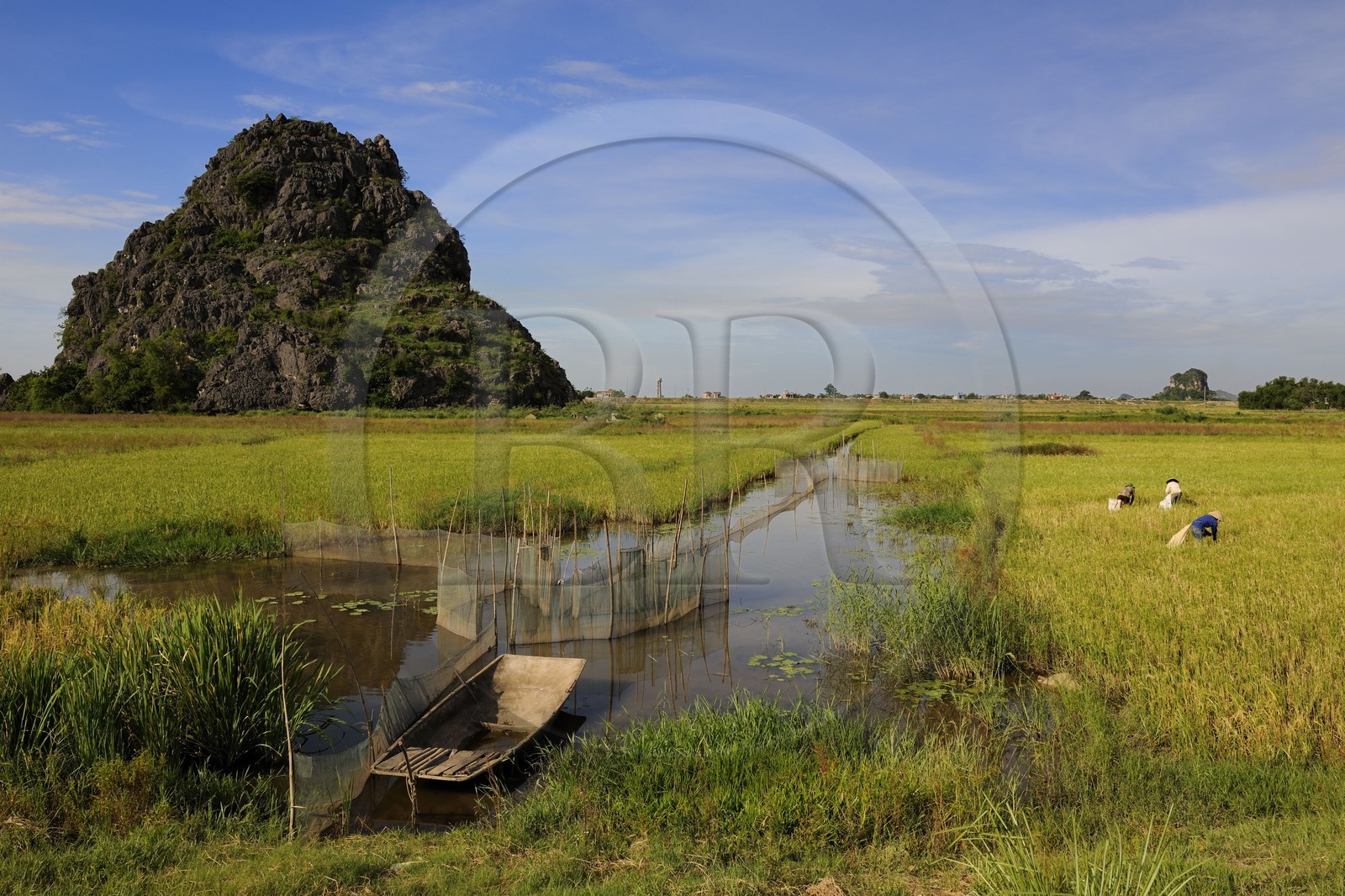 Vietnam, province de Ninh Binh, travail dans les rizières et filet à poissons dans les canaux d'irrigation