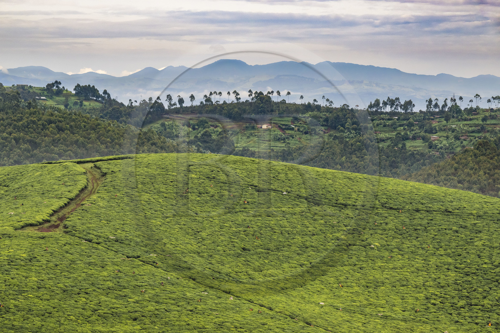 Rwanda, Province de l’Ouest, Gisuma, cueillette du thé dans une plantation de thé, les montagnes de la République démocratique du Congo en arrière plan