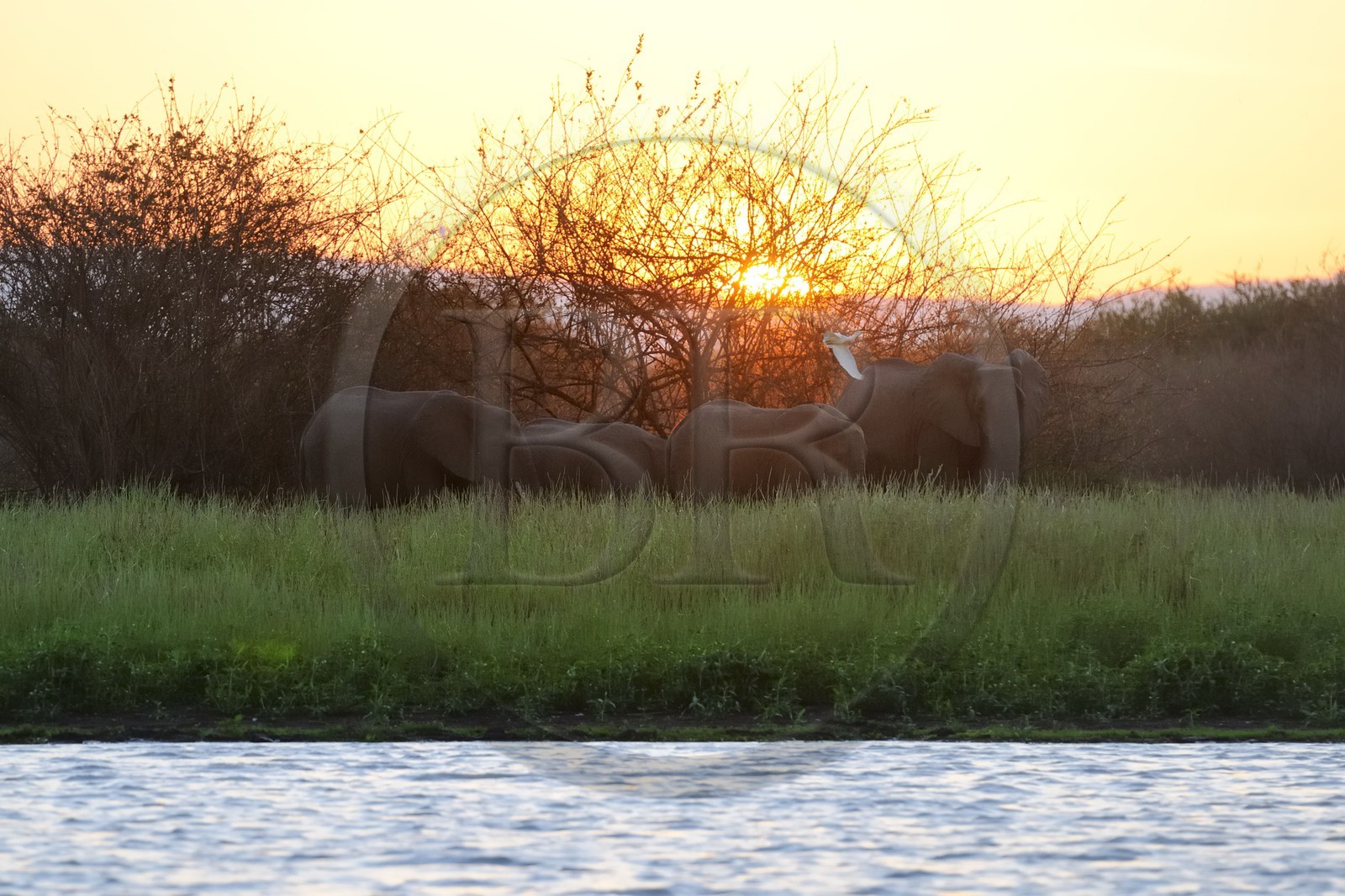 Tanzania, Selous Game Reserve is one of the largest fauna reserves of the world and designated a UNESCO World Heritage Site in 1982, African Bush Elephant (Loxodonta africana) on the edge of the lake Nzerakera on the Rufiji river